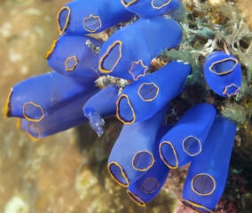 Blue Bell Tunicates