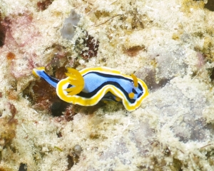 Nudibranch - Chromodoris annae