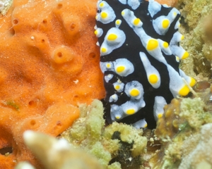 Nudibranch - Phyllidia varicosa