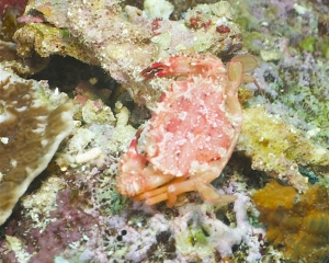 Coral crab