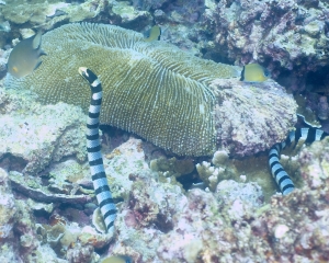 Banded sea snake