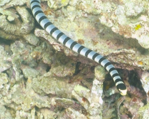 Banded sea snake