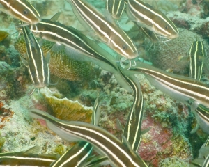 Striped eel catfish