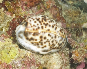 Cowrie