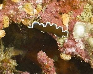 Flatworm