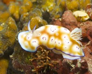 Nudibranch-Chromodoris leopardus