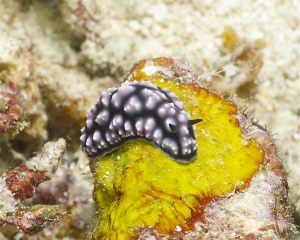 Nudibranch - Phyllidiella pustulosa