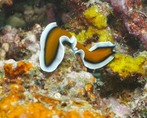 Flatworm - Pseudoceros