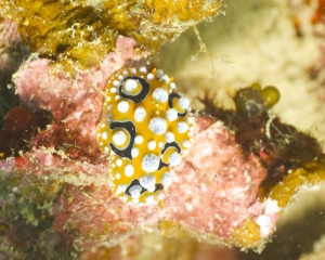 Nudibranch -  Phyllidia Ocellata