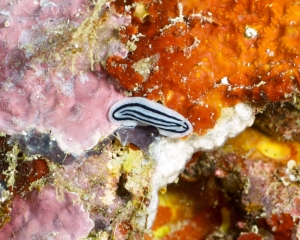 Nudibranch -  Phyllidiopsis striata