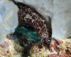 Nudibranch