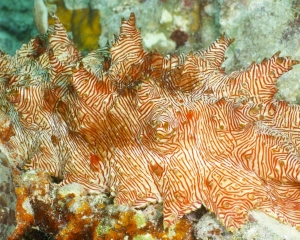 Red-lined sea cumumber