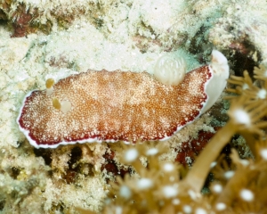 Nudibranch - Chromodoris reticulata