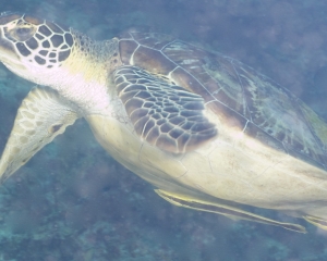 Green turtle