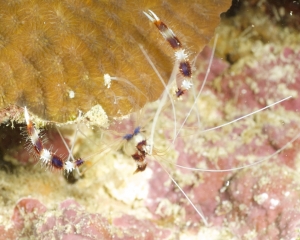 Banded coral shrimp