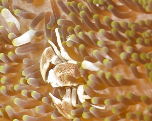 Porcelain crab