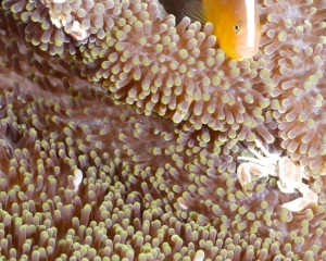 Eastern skunk anemonefish and porcelain crab