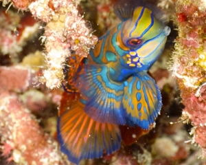 Mandarinfish