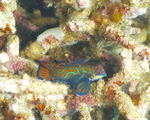 Mandarinfish