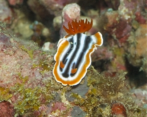 Nudibranch-Chromodoris magnifica