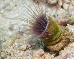 Feather-duster worm