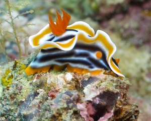 Nudibranch-Chromodoris magnifica