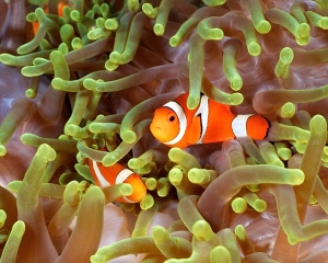 anemone-clown-fish-_1_