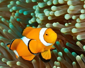 anemone-clown-fish-_7_