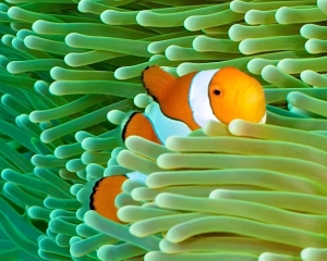 anemone-clown-fish-_9_