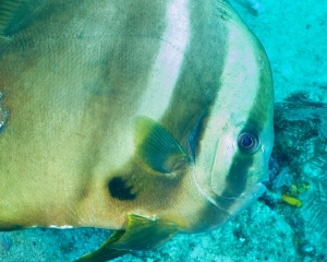 batfish