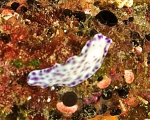 flatworm-_2_