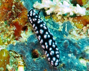 nudibranch-_10_