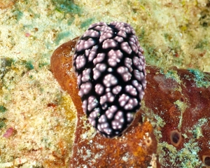 nudibranch-_12_