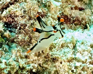 nudibranch-_13_