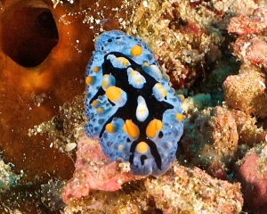 nudibranch-_14_