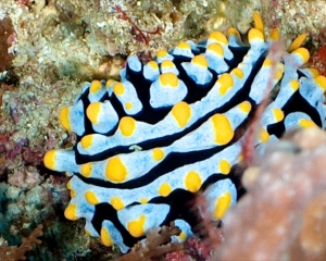 nudibranch-_15_