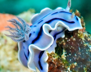 nudibranch-_17_