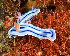 nudibranch-_18_