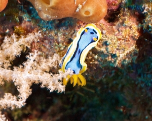 nudibranch-_19_