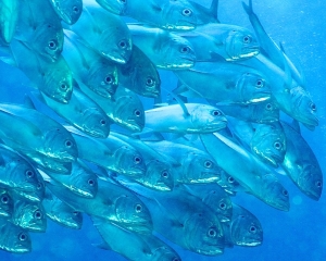 school-of-trevally