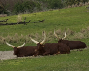 AnimalKingdom-027