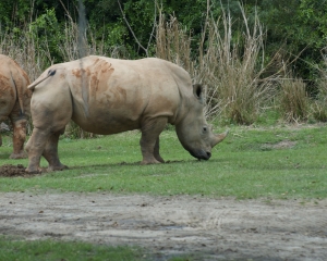 AnimalKingdom-036