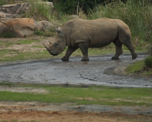 AnimalKingdom-038