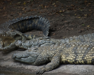 AnimalKingdom-039