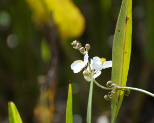 Everglades-062