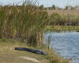 Everglades-064