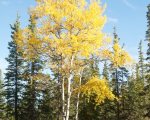 An-Aspen-in-the-fall