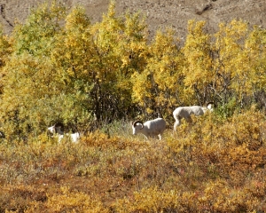 Dall-sheep-_1_