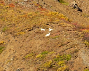 Dall-sheep