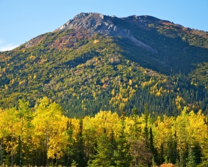 Golden-shades-of-the-Aspen-in-the-fall